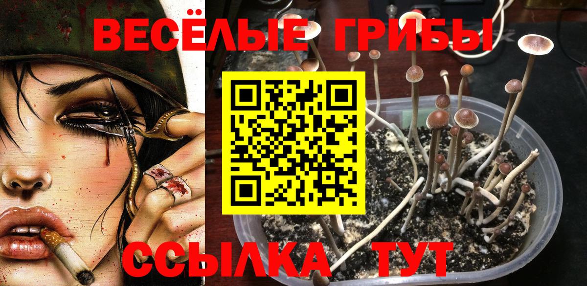 Волхов  Псилоцибиновые грибы Psilocybine cubensis  где купить наркоту  Псилоцибиновые грибы прущие грибы  Вход с VPN 